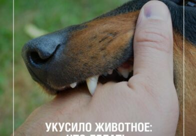 ВНИМАНИЕ! БЕШЕНСТВО!